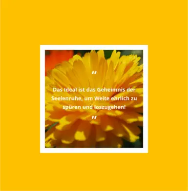 Buch - Meine ideale Bewegung von Herbert Handler